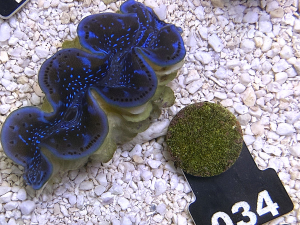Tridacna maxima 5 cm (034)