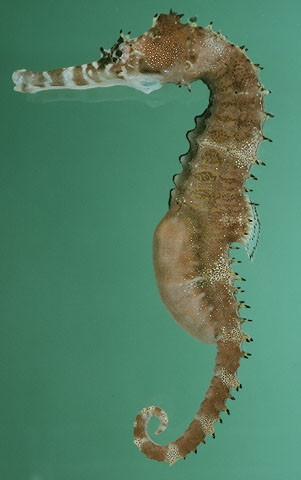 Hippocampus histrix - Dorniges Seepferdchen, Nachzucht