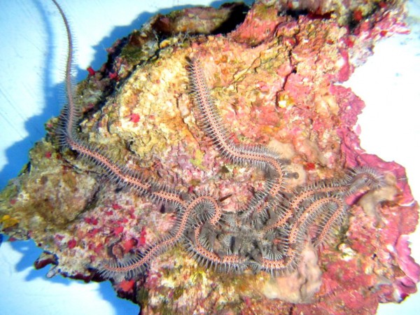 Ophiomastix annulosa - haariger Schlangenstern, rötlich