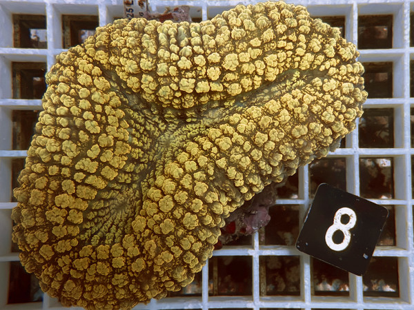 Lobophyllia spec. - Hirnkoralle ultra (8)