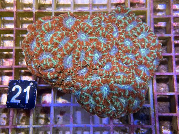 Acanthastrea spec. ultra (21)