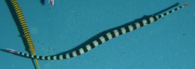Dunckerocampus dactyliophorus - Zebra-Seenadel