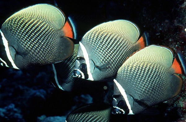 Chaetodon collare - Halsbandfalterfisch