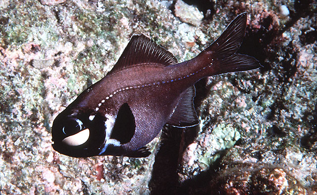 photoblepharon-palpebratus-kleiner-laternenfisch-rarit-t-bei-aqzeno