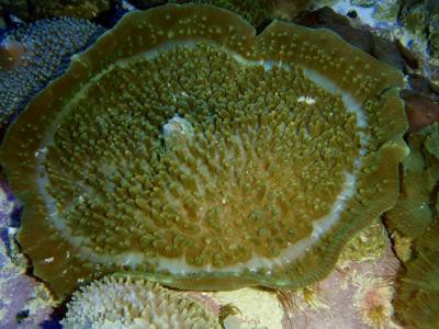 Amplexidiscus fenestrafer - großes Elephantenohr