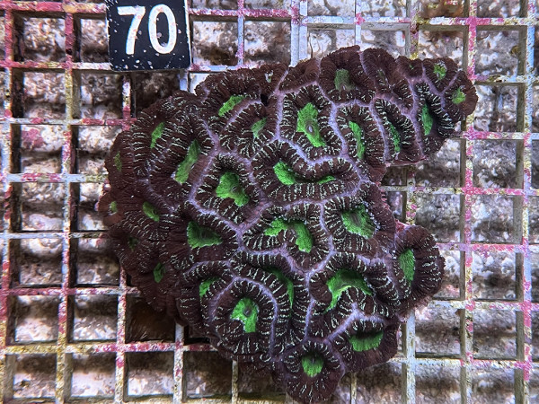 Acanthastrea spec. ultra (70)