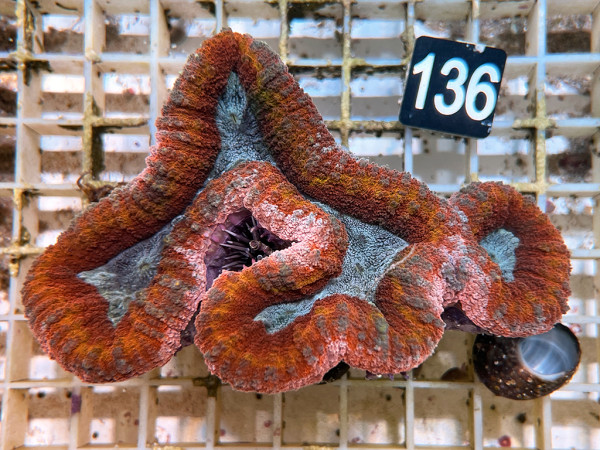 Lobophyllia spec. - Hirnkoralle ultra (136)