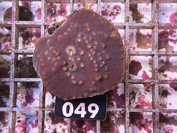 Turbinaria reniformis - Becherkoralle Frag (049)