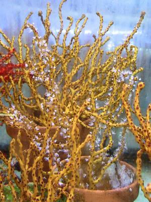 Diodogorgia nodulifera - gelbe/rote Gorgonie