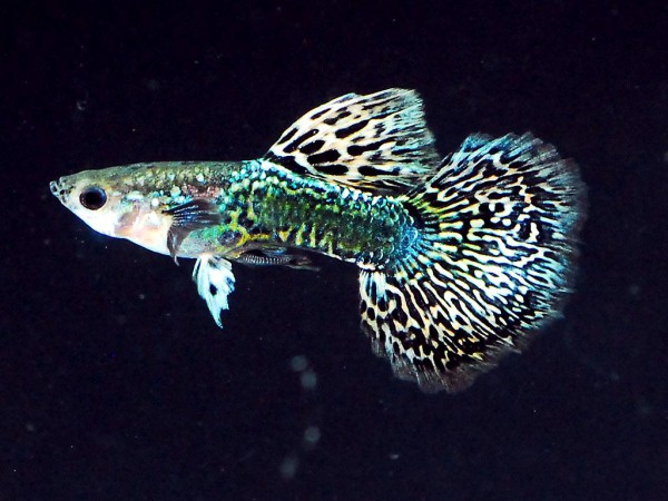 Poecilia reticulata - Miracle Ray Guppy Männchen