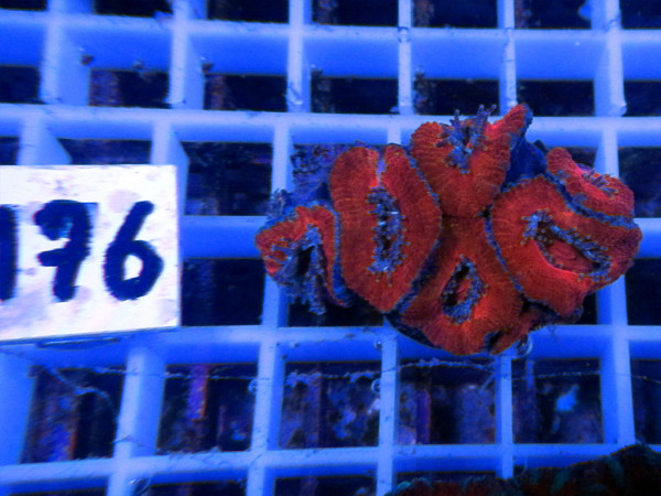 Acanthastrea spec. Frag (176)