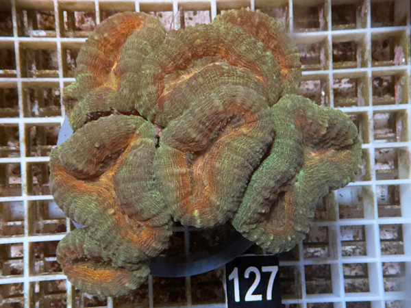 Lobophyllia spec. - Hirnkoralle ultra (127)