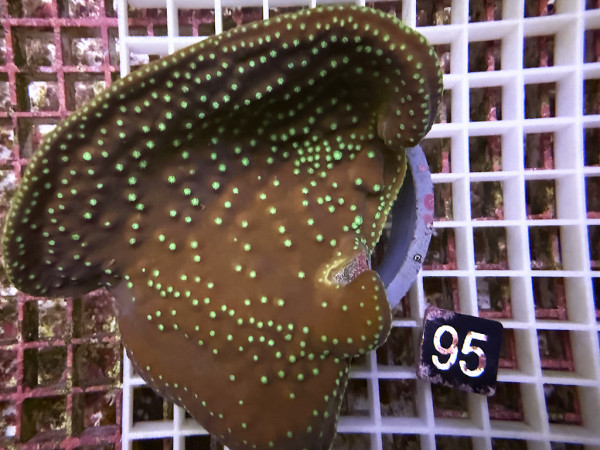 Turbinaria reniformis - Becherkoralle (95)