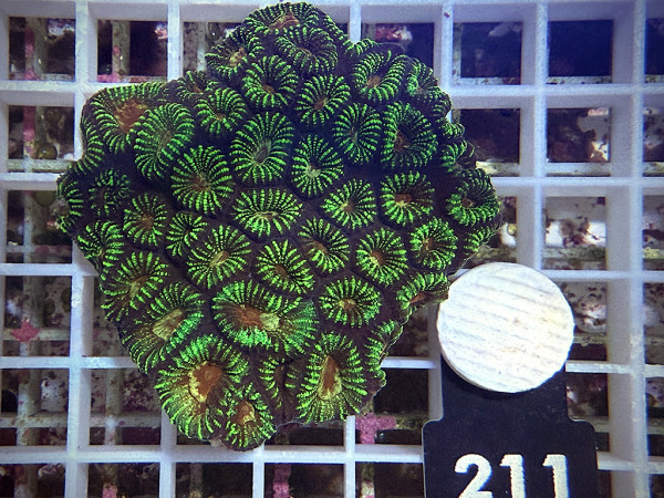 Favia spec.- ultra (211)