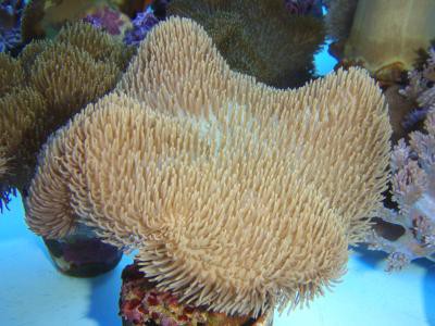 Sarcophyton glaucum - Lederkoralle