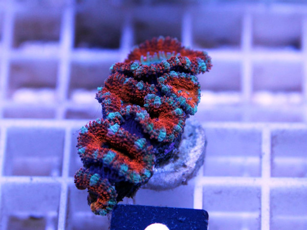 Acanthastrea spec. Frag (3)