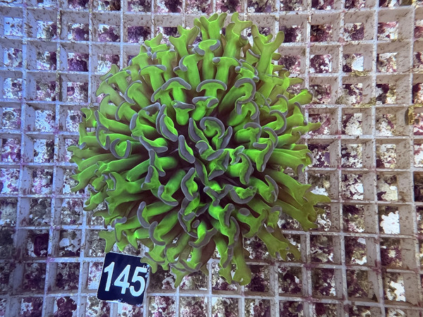Euphyllia ancora - bicolor (145)