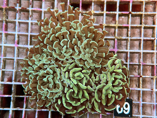 Euphyllia paraancora (69)