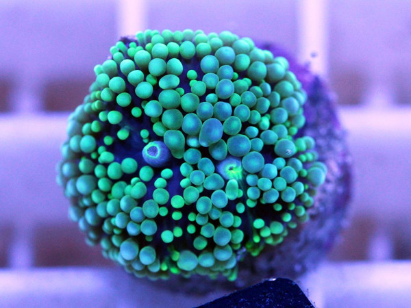 Ricordea floridae (40)