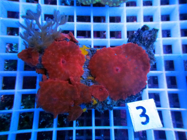 Discosoma spec. rot (3)