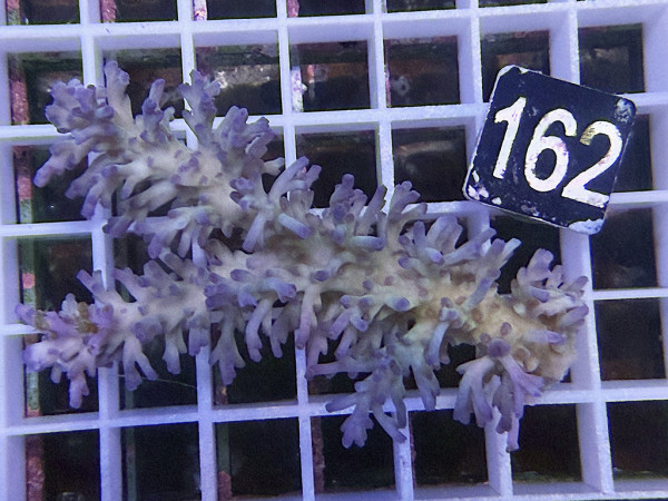 Acropora echinata (162)