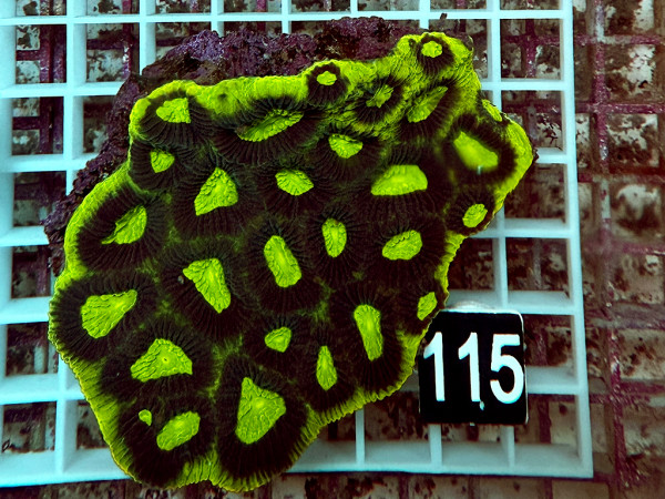 Favia spec.- ultra (115)