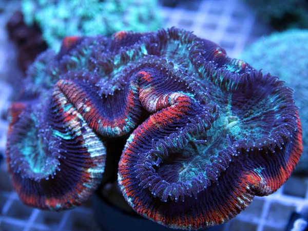 Trachyphyllia geoffroyi tricolor (87)