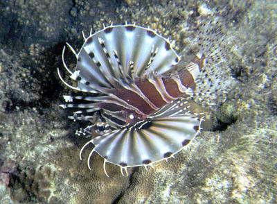 Dendrochirus zebra - Zebra-Zwergfeuerfisch