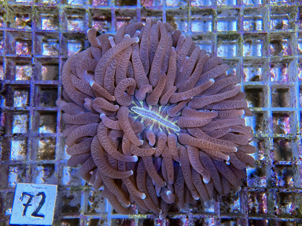 Heliofungia actiniformis - Anemonen-Pilzkoralle (72)