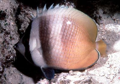 Chaetodon kleinii - Kleins Falterfisch