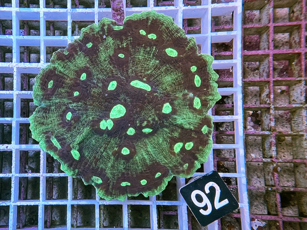 Pectinia spp. - Pectinia (92)