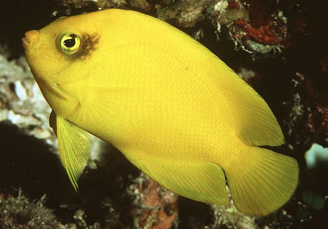 Centropyge Heraldi Heralds Zwergkaiser Aqzeno Aquaristik Zentrum Nord