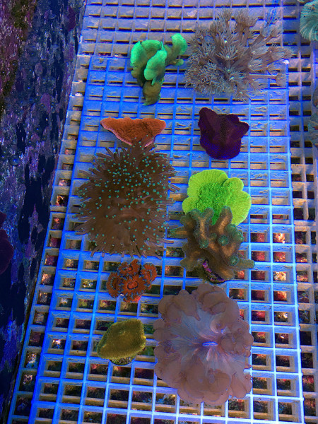 Stony corals 10er assortment Frags LPS and SPS