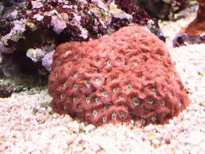 Blastomussa merleti - Blastomussa (E 00908/18)