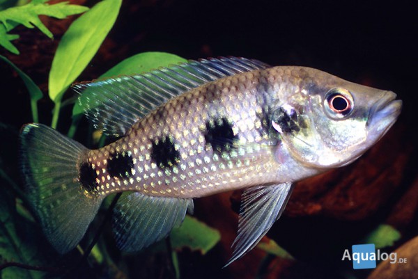 Hemichromis elongatus - Roter Buntbarsch