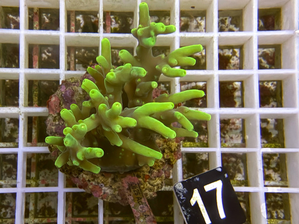 Acropora caroliniana (17)