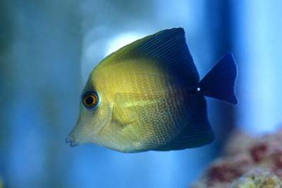 Zebrasoma scopas - brauner Segelflosser