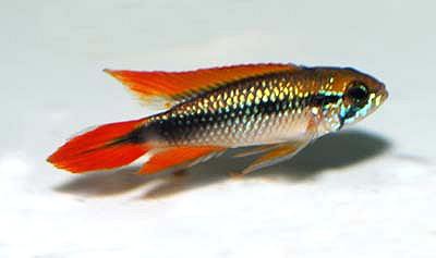 Apistogramma agassizii - Gelb