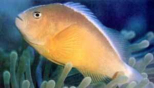 Amphiprion akallopisos - Weißrücken-Anemonenfisch