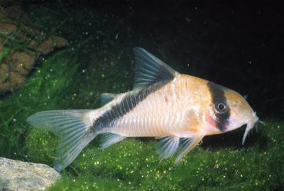 Corydoras melini - Kopfbinden-Panzerwels, Kolumbien