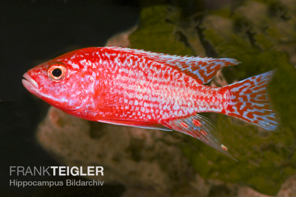 Aulonocara sp. - Firefish