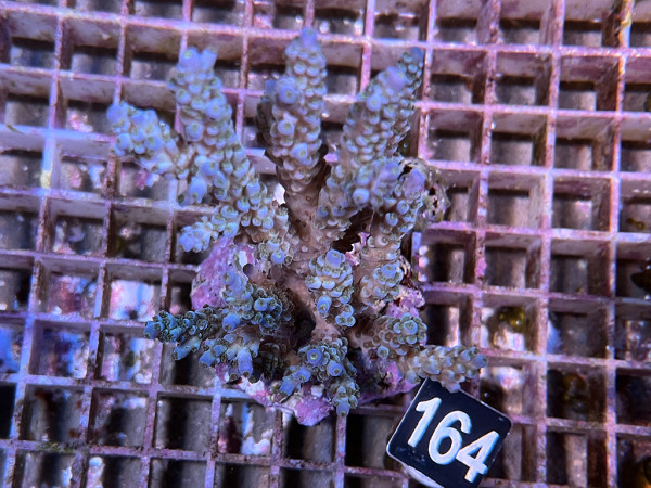 Acropora tenuis (164)