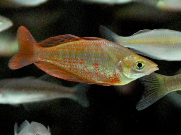 Glossolepis dorityi - Regenbogenfisch