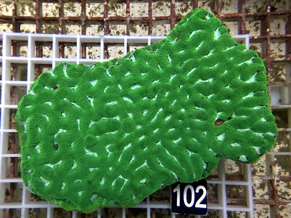 Platygyra spec. (102)