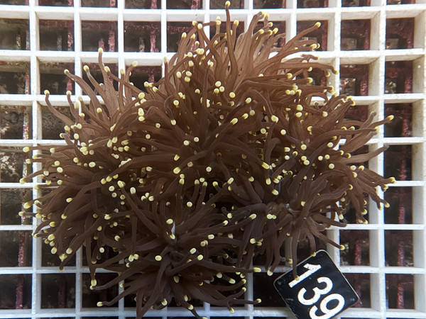 Euphyllia glabrescens black torch yellow tip (139)