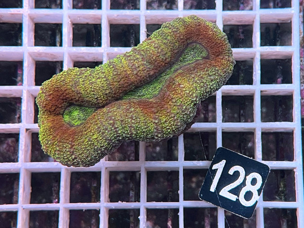 Lobophyllia spec. - Hirnkoralle ultra (128)