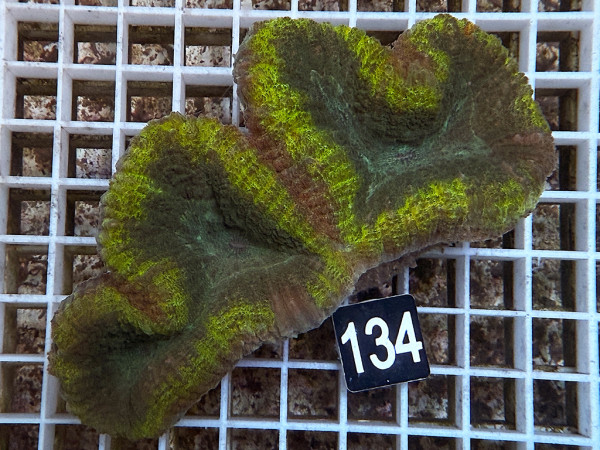 Lobophyllia spec. - Hirnkoralle ultra (134)