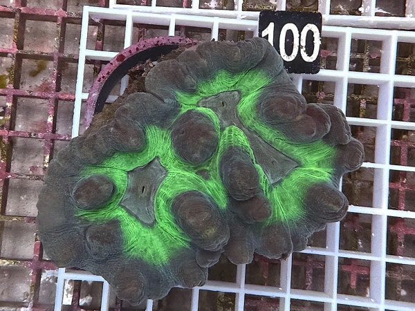 Pectinia spp. - Pectinia (100)