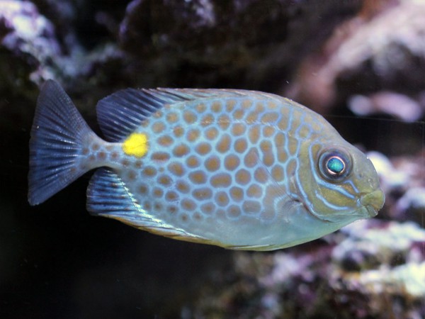 Siganus guttatus - Goldfleck-Kaninchenfisch