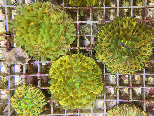 Fungia spec. - Pilzkoralle rainbow